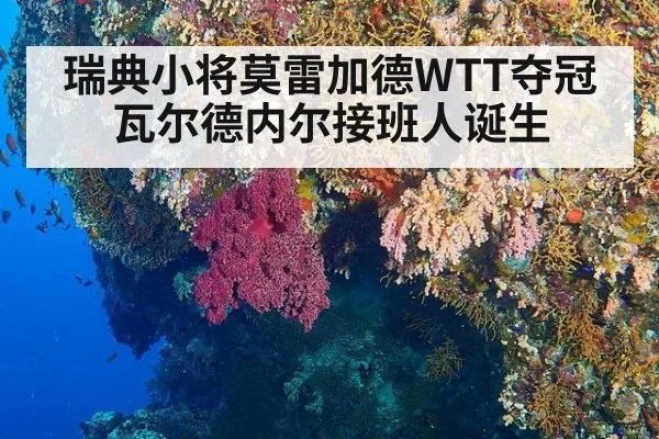 瑞典小将莫雷加德WTT夺冠瓦尔德内尔接班人诞生